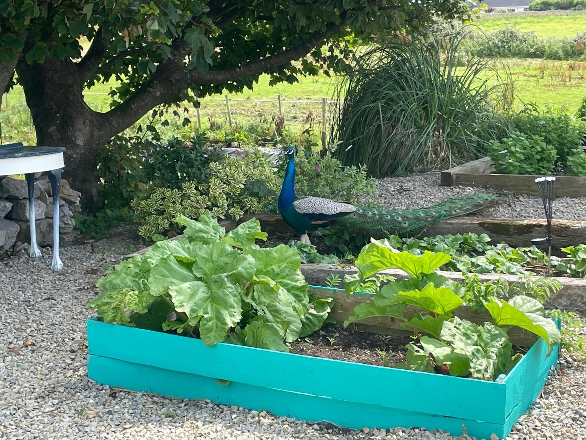 Family And Pet Friendly Farm Stay 밸리셰넌 외부 사진